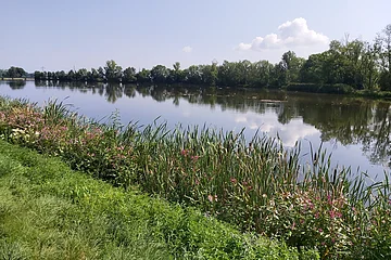 Erbach-Wanderweg4-Donau-Landschaft-StadtErbach